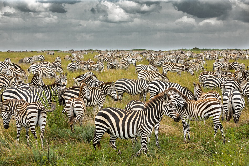 Serengeti savanna