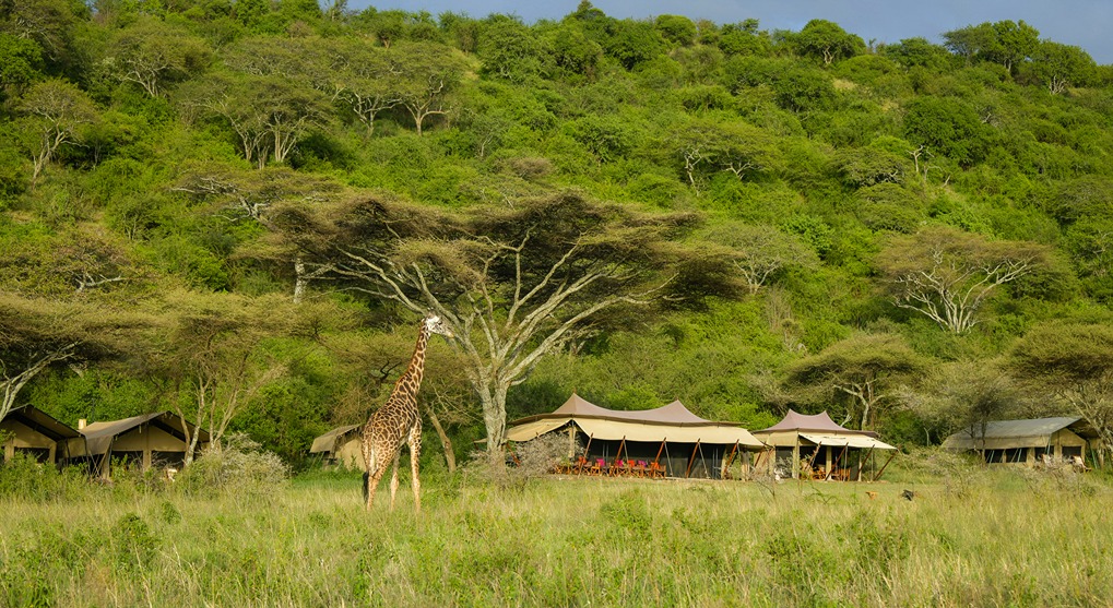 Wildlife, Ndutu