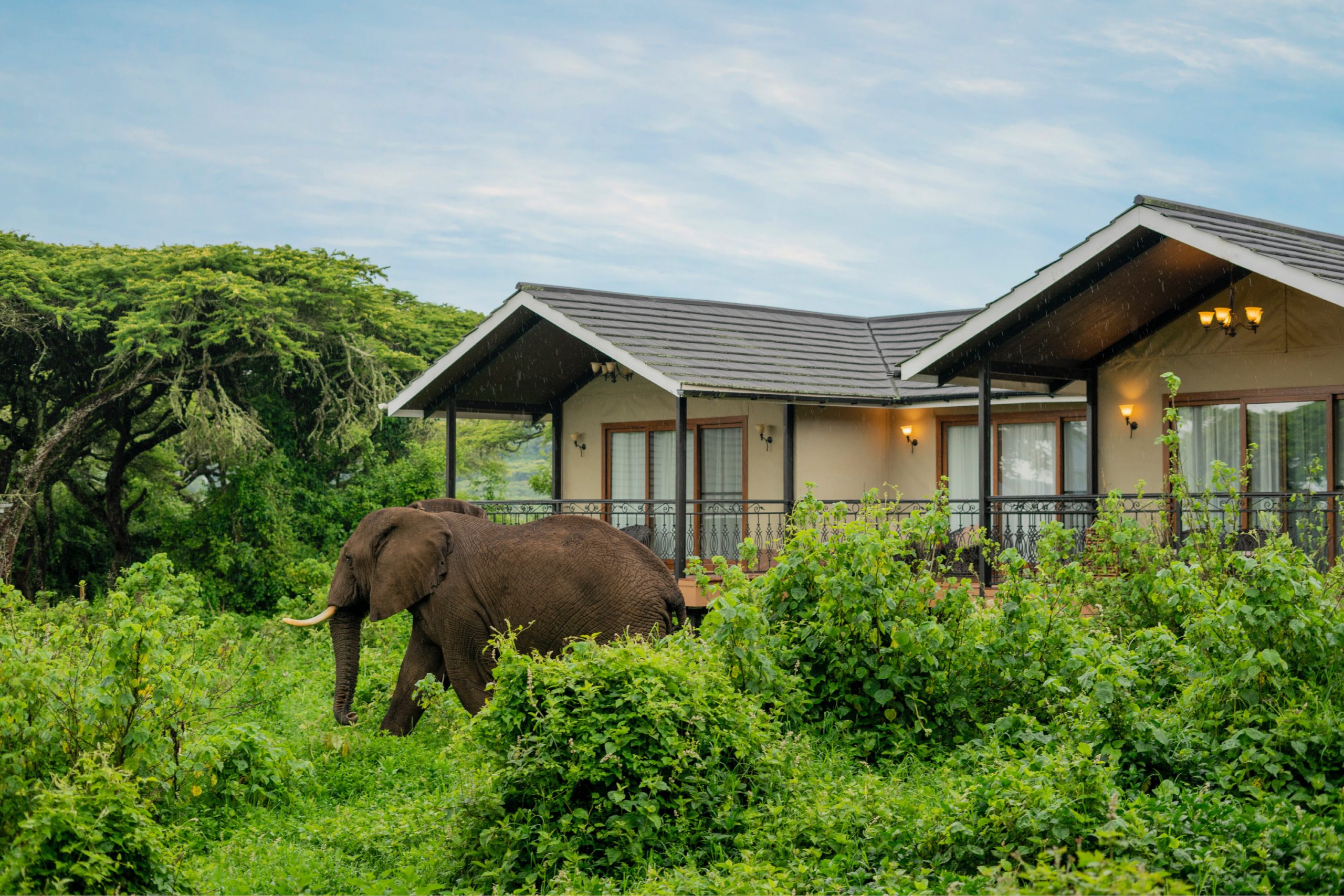 Lionspaw Lodge family suite